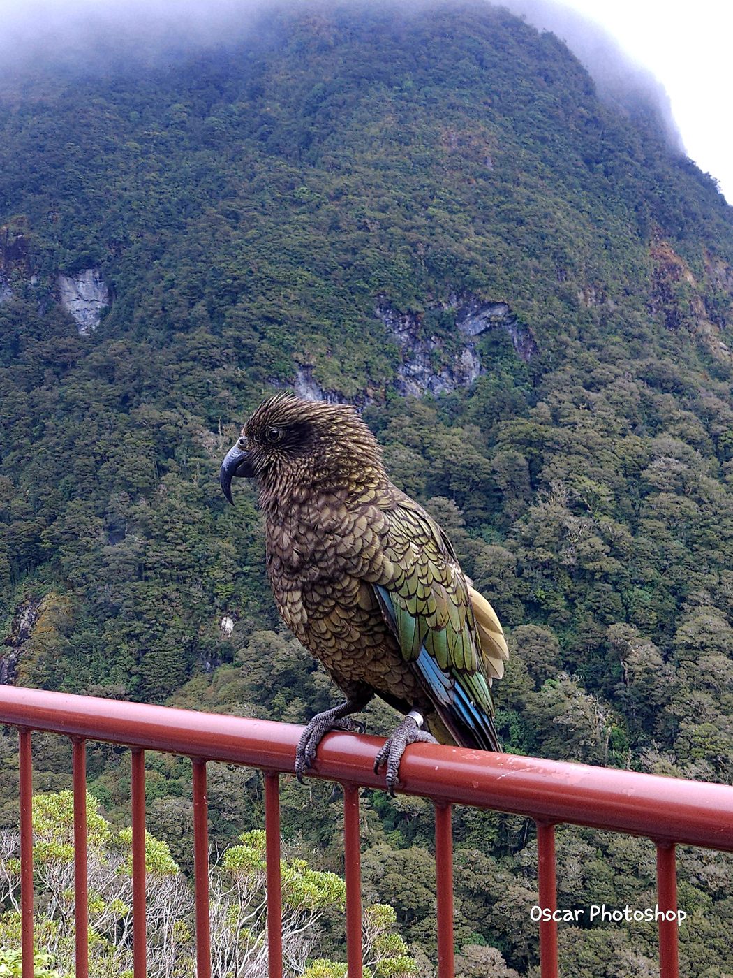 Kea on the road to Milford Sound